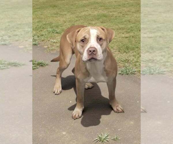 Medium Photo #3 Mutt Puppy For Sale in Candler, NC, USA