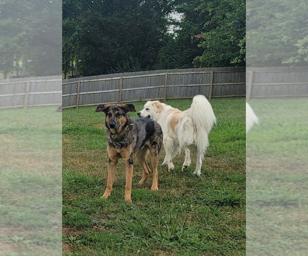 Medium Photo #4 Australian Shepherd-German Shepherd Dog Mix Puppy For Sale in Aurora, IN, USA