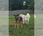 Small #3 Australian Shepherd-German Shepherd Dog Mix