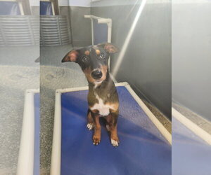Blair Adoption Pending! - Female Doberman Pinscher-Unknown Mix Dog for Adoption - Photo #50