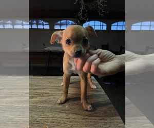 Chihuahua Puppy for sale in BOYD, WI, USA