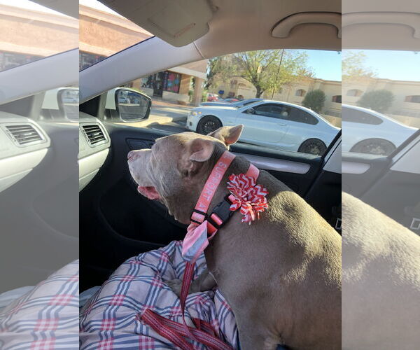 Medium Photo #3 American Pit Bull Terrier Puppy For Sale in Chandler, AZ, USA