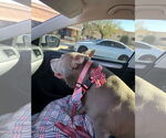 Small #2 American Pit Bull Terrier