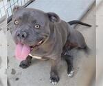 Small American Pit Bull Terrier
