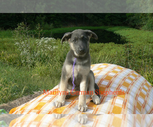 German Shepherd Dog Puppy for Sale in PIEDMONT, Missouri USA