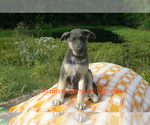 Small German Shepherd Dog
