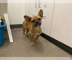 French Bulldog Dogs for adoption in Berkeley , CA, USA