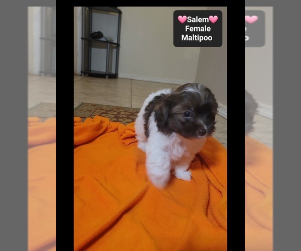 Medium Photo #3 Maltipoo (Toy) Puppy For Sale in TUCSON, AZ, USA