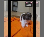 Small #2 Maltipoo (Toy)