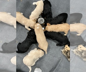 Goldendoodle Puppy for sale in FORD CITY, PA, USA