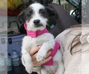 Chihuahua-Unknown Mix Dogs for adoption in Washington, DC, USA