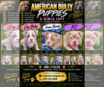 Small American Bully