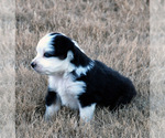 Small Photo #3 Miniature Australian Shepherd Puppy For Sale in WITTMANN, AZ, USA
