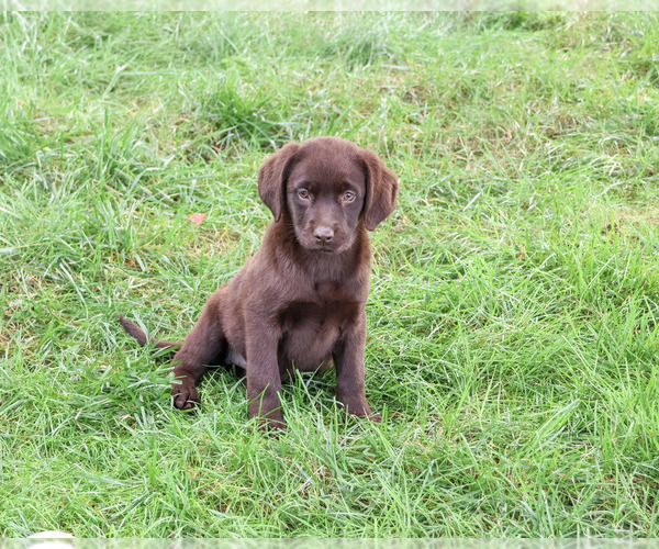 Medium Photo #1 Labrador Retriever Puppy For Sale in SYRACUSE, IN, USA