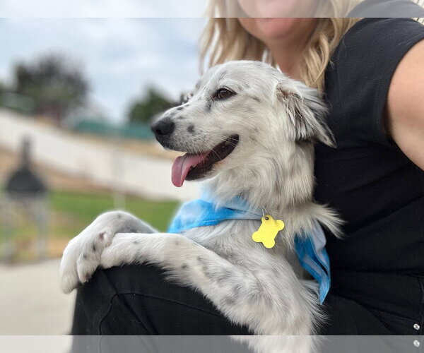 Medium Photo #14 Australian Shepherd-Unknown Mix Puppy For Sale in Sandy, UT, USA