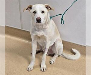 Labrador Retriever-Unknown Mix Dogs for adoption in Placerville, CA, USA