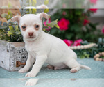 Puppy Latte Chihuahua