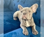 Small Photo #4 English Bulldog Puppy For Sale in CHICAGO, IL, USA