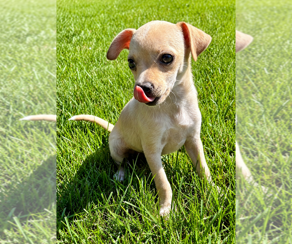 Medium Photo #9 Chihuahua Puppy For Sale in FAIR HAVEN, MI, USA