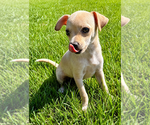 Small #8 Chihuahua