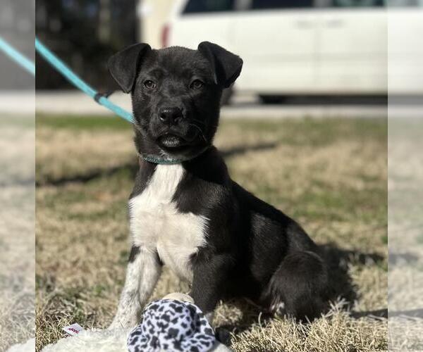 Medium Photo #1 Labrador Retriever-Unknown Mix Puppy For Sale in Yardley, PA, USA