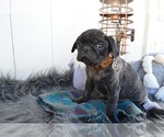 Small Photo #6 Pug Puppy For Sale in HONEY BROOK, PA, USA