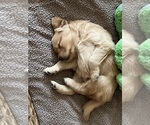 Puppy Puppy 2 Golden Retriever