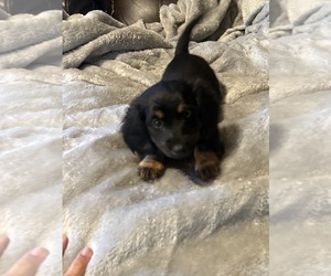 Dachshund Puppy for sale in NEOSHO, MO, USA
