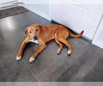 Small #1 American Staffordshire Terrier-Golden Retriever Mix