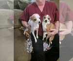 Small Photo #1 Chihuahua Puppy For Sale in ZION, IL, USA