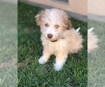 Small Photo #8 Aussiedoodle Miniature  Puppy For Sale in MODESTO, CA, USA
