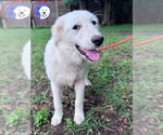 Small #4 Great Pyrenees