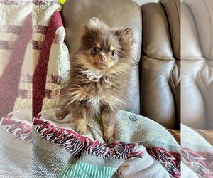 Pomeranian Puppy for sale in CASSVILLE, MO, USA