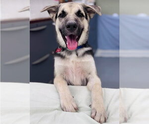 Wade - Male German Shepherd Dog-Unknown Mix Dog for Adoption - Photo #2