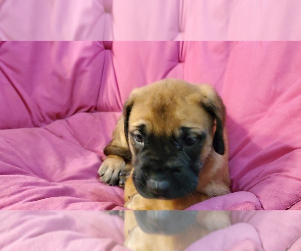 Medium Photo #1 Mastiff Puppy For Sale in NILES, MI, USA