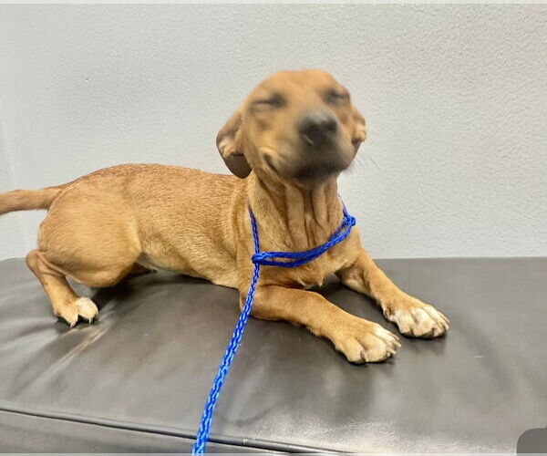 Medium Photo #5 Chiweenie Puppy For Sale in Houston, TX, USA