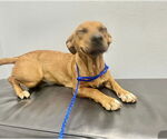 Small #4 Chiweenie