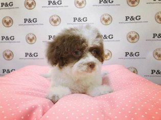 ShihPoo Puppy for sale in TEMPLE CITY, CA, USA