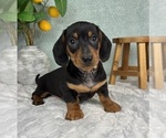 Small #4 Dachshund