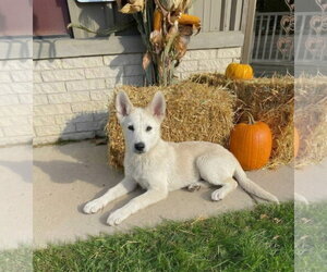 **MARSHMALLOW** - Male Siberian Husky-Unknown Mix Dog for Adoption - Photo #3