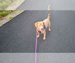 Small #1 Dachshund Mix