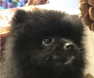 Pomeranian Puppy for sale in ANNISTON, AL, USA