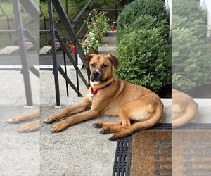 Nugget - Male Labrador Retriever-Rhodesian Ridgeback Mix Dog for Adoption - Photo #21