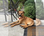 Small #20 Labrador Retriever-Rhodesian Ridgeback Mix