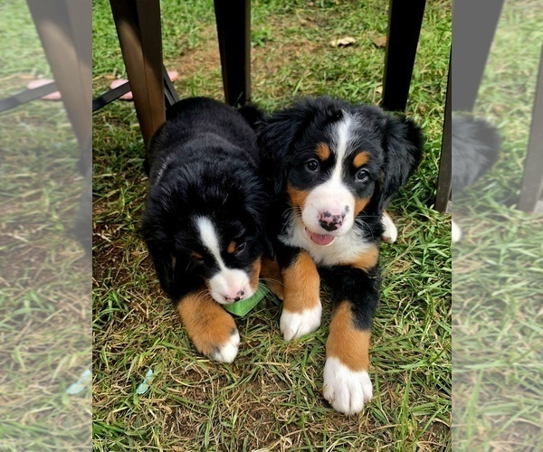 Medium Photo #6 Bernese Mountain Dog Puppy For Sale in SUPERIOR, WI, USA