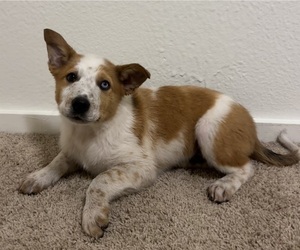 Australian Cattle Dog-Border Collie Mix Puppy for sale in HILLSBORO, WI, USA