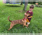 Small Plott Hound