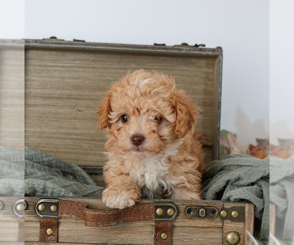 Medium Photo #4 Cavapoo Puppy For Sale in ARTHUR, IL, USA