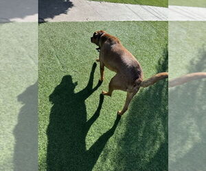 SIMBA - Male Black Mouth Cur-Rhodesian Ridgeback Mix Dog for Adoption - Photo #8