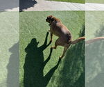 Small Photo #8 Black Mouth Cur-Rhodesian Ridgeback Mix Puppy For Sale in Woodland Hills, CA, USA